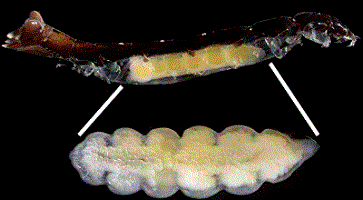 Picture showing Mesanthura sp. parasitised by female Anthuroniscus shimomuraisp. nov. (above), with A. shimomurai sp. nov. holotype female (below).