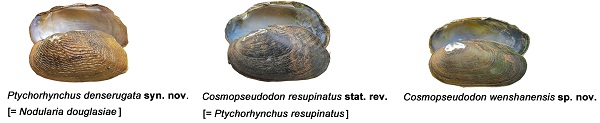 Freshwater mussels Ptychorhynchus denserugata and Cosmopseudodon resupinatus, and new species C. wenshanensis.