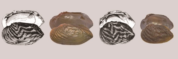 Photographs of freshwater mussel specimens of Scabies longata [=Nodularia douglasiae syn. nov.] (left) and Scabies chinensis [=Nodularia nuxpersicae syn. nov.] (right).