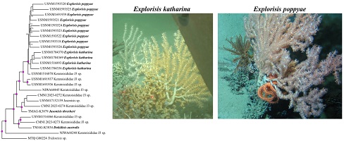 A picture of a maximum likelihood tree, a photograph of Explorisis katharina, and a photograph of Explorisis poppyae.