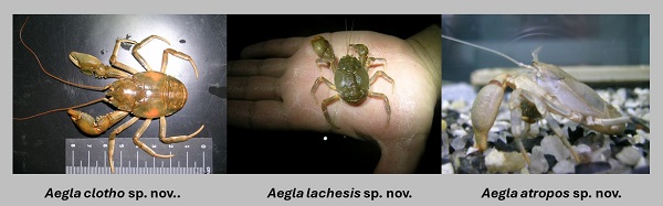 Three images of three new species of Aegla found in freshwater streams of caves in the Alto Ribeira karst of south-eastern Brazil.