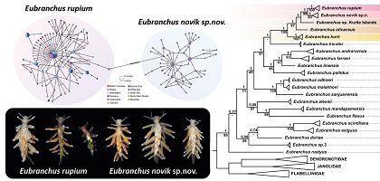 Integrative taxonomy reveals a new species of Eubranchus nudibranch among the trans-Arctic Eubranchus rupium species complex