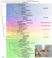 Phylogram of subfamily Rogadinae and Soraya venus Shimbori & Zaldívar-Riverón sp. nov. (inset), habitus and face.