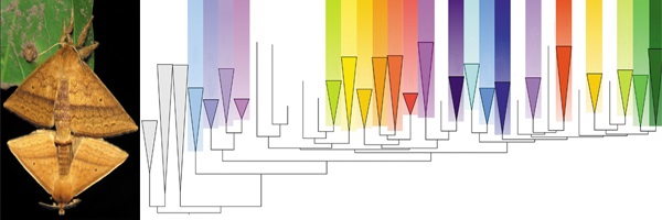 Photograph of mating apatelodid moths (left) and schematic evolutionary relationships using combined molecular and morphological data (right).