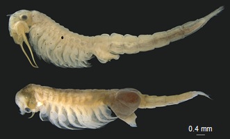 Photograph of male (top) and female (bottom) Australian brine shrimp, Parartemia (P. informis).