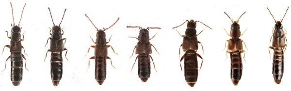 Image showing the bodies of six marine littoral Adota species.