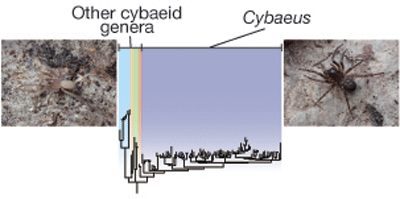 Molecular phylogenetic relationships between Cybaeus and other cybaeid genera endemic to East Asia.