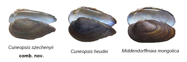 Freshwater unionid bivalves, with a new combination, second Chinese endemic species and new record for China.