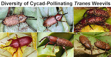 Photographs showing adult diversity of cycad-pollinating weevils of the genus Tranes in Australia