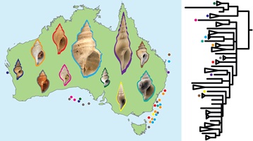 Image showing the raphitomids studied herein, their phylogeny based on mitochondrial DNA, and their distribution