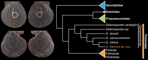 New deep-sea scallop, Delectopecten thermus sp. nov., and its phylogenetic placement in Pectinidae.