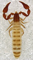 Dorsal view of the female of a new genus and species of pseudoscorpion, Absensus zhangi, from the Himalayan Plateau.