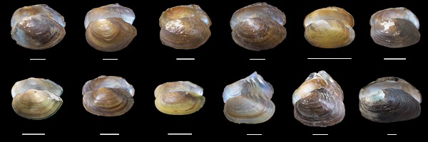 Photograph of 12 freshwater mussels