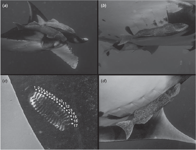 Csiro Publishing Marine And Freshwater Research