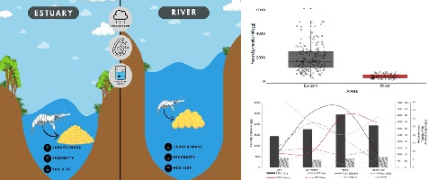 Illustration of the impact of abiotic factors on freshwater prawn in estuary and river environments.