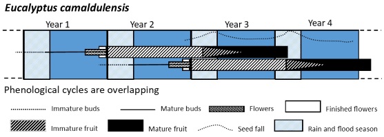 A conceptual model describing the overlapping phenological cycles of Eucalyptus camaldulensis over several years.