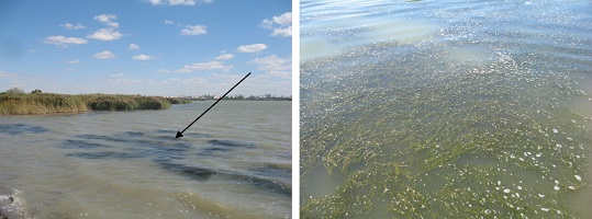 Photographs of thickets of Ruppia maritima in Lake Moynaki (Crimea), showing thicket position on the lake (left) and a close up (right).