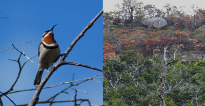 Western spinebill identified as responding to drought. Dead and dying vegetation in Perth hills during drought.