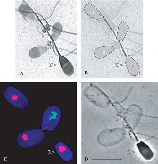 Csiro Publishing Reproduction Fertility And Development