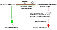 Graphical Abstract Image