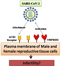 Graphical Abstract Image