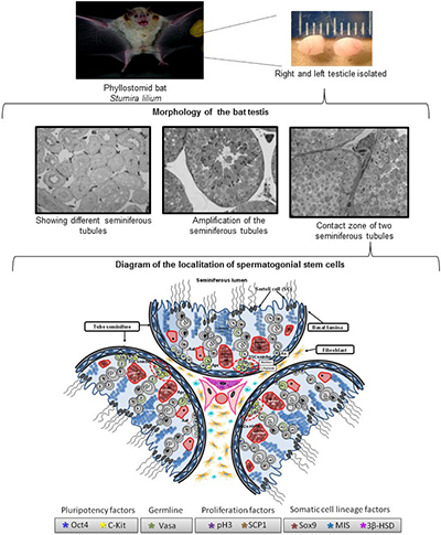 Photographs and illustrations depicting characterisation of germline progenitor cells in the testes of phylostomid bats.
