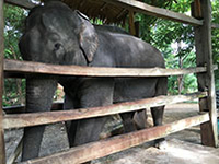 Photograph of an Asian elephant in captivity.