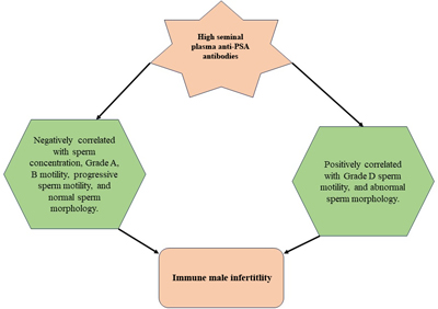 Illustration of use of anti-prostate-specific antigen antibodies in predicting male infertility.