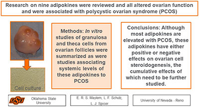 A diagram showing a summary of the review of effects of adipokines on ovarian function.