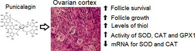 From left to right: a structure of punicalagin molecule, image of ovarian cortex tissue, a list of punicalagin effects.