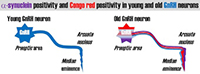 A scheme depicting a young GnRH neuron (left) and an old GnRH neuron (right), both with different α-synuclein presence.