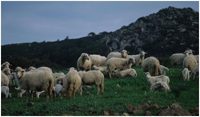 Ewes and lambs on a hillside