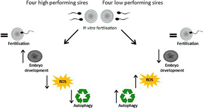 Illustration of influence of sire on early embryonic development under normal and stress conditions.