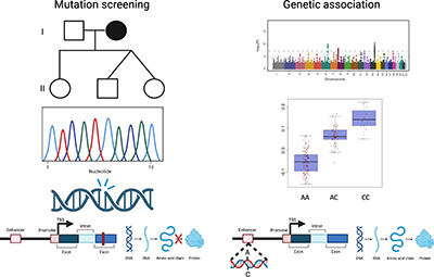 A scheme depicting mutation screening (left) and genetic association (right).