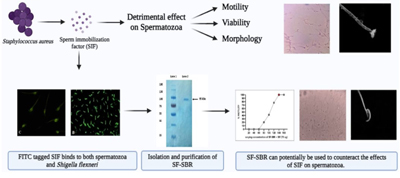 Diagram showing how SF-SBR counteracts the effects of SIF on spermatozoa.