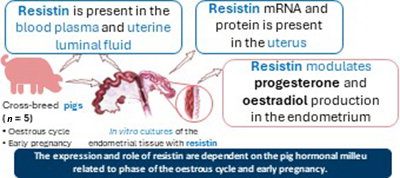 Diagram of the role of resistin in the porcine uterus and its effects on endometrial steroidogenesis.