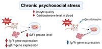 Diagram showing the revealed effects of psychosocial stress on the female reproductive system of mice