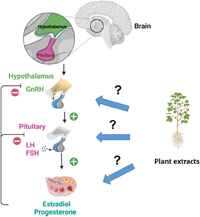 A diagram showing potential beneficial effects of some medicinal plants in the polycystic ovary syndrome.