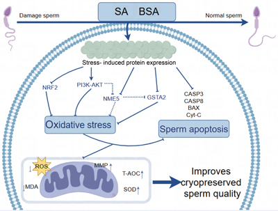 Schematic diagram showing how SA and BSA together improve the quality of cryopreserved sperm.