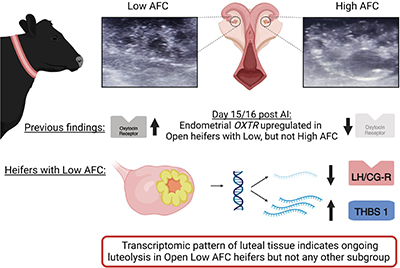 Diagram summarising analysis that supports the earlier onset of luteolysis in heifers with diminished ovarian reserve.