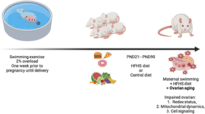 A scheme depicting experimental design - maternal swimming (left), diet (center), assessment of ovarian aging (right)