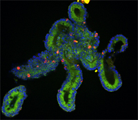 Image of pig intestinal organoid stained with markers to identify specific cell types for small intestine function.