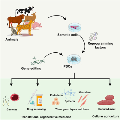 Image of how induced pluripotent stem cells can be used in translational regenerative medicine and cellular agriculture.