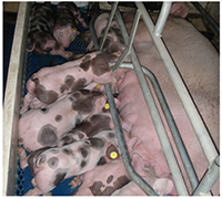 Photograph of piglets born as a result of nonsurgical embryo transfer.