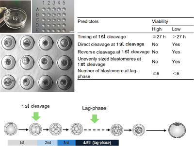 Prediction of bovine IVP embryo viability based on morphokinetic analysis