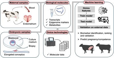 A diagram of how machine learning is used to learn about pregnancy establishment and progression in cattle.