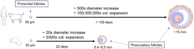 A comparison of follicular growth in large (cow, human) and small mammals (mice).