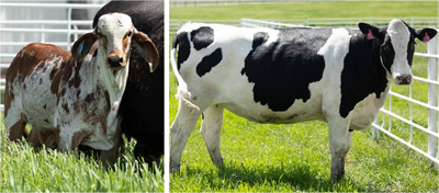 Photographs of a male Thamani bull cow and Holstein female cow.