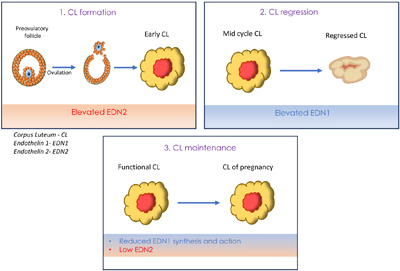 Diagram showing the role of EDN1 and EDN2 in CL formation, regression and maintenance.