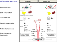 A diagram showing the differences in progesterone and metabolic hormones between fertile and subfertile cows.